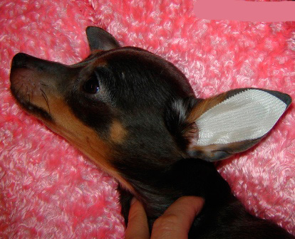 Kiedy uszy są suche, przyklej projekt do ucha psa, jak pokazano na zdjęciu, i ostrożnie go wygładź